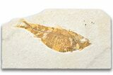 Fossil Fish (Knightia) - Wyoming #217650-1